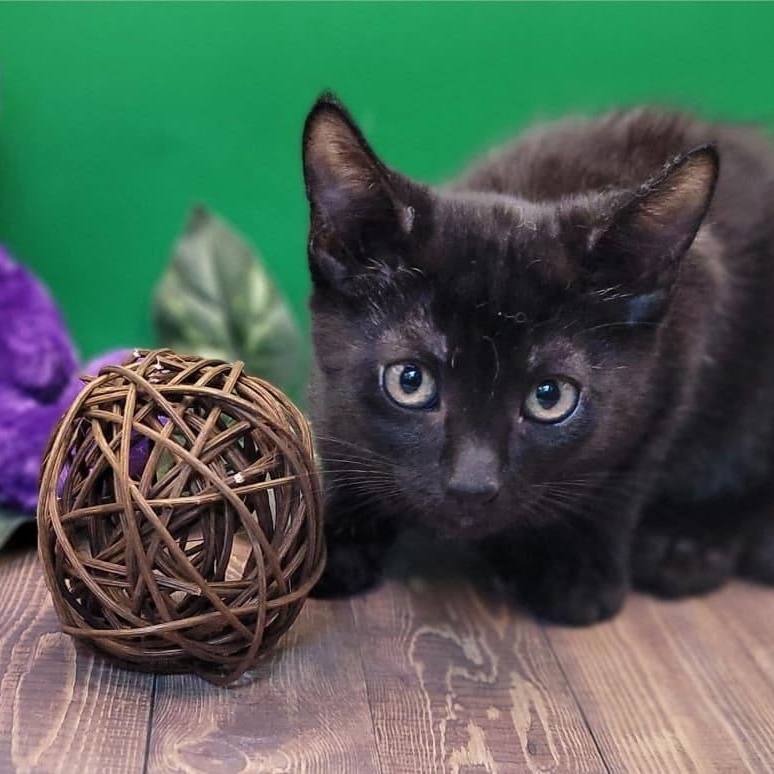 Rainier **Bonded to Tahoma**, an adoptable Domestic Short Hair in Puyallup, WA, 98372 | Photo Image 6