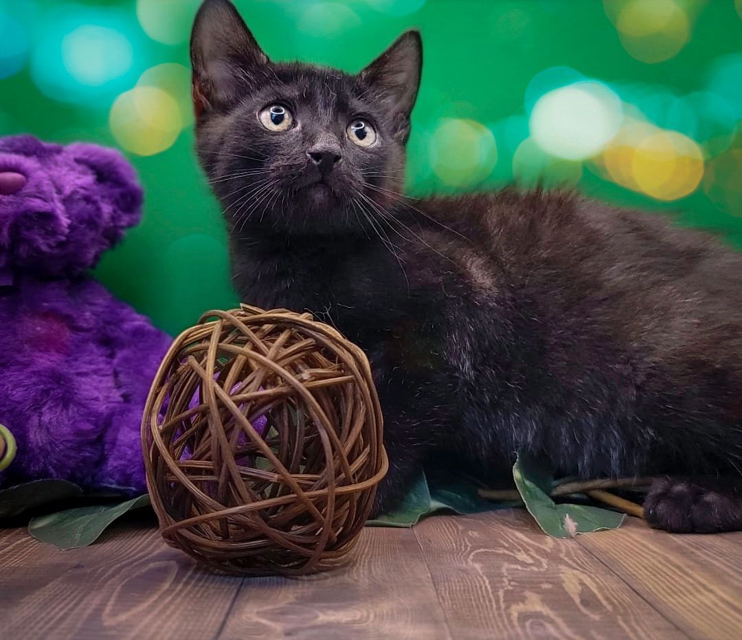 Rainier **Bonded to Tahoma**, an adoptable Domestic Short Hair in Puyallup, WA, 98372 | Photo Image 7