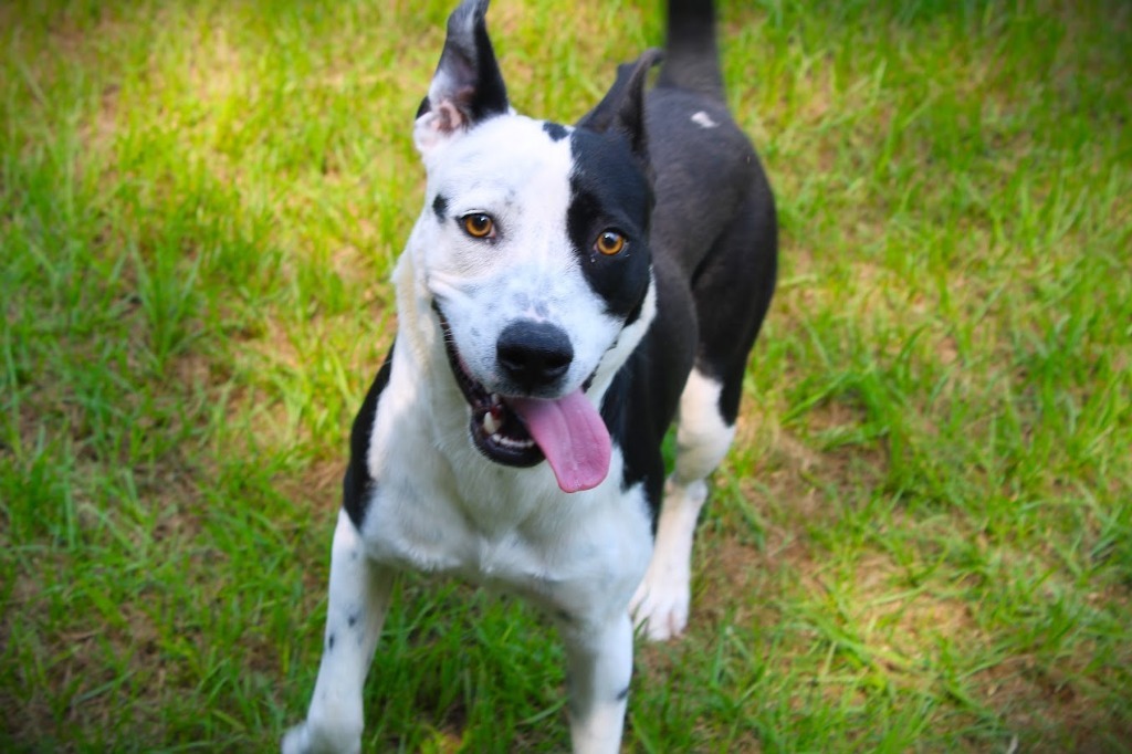 Remmy, an adoptable Border Collie, Catahoula Leopard Dog in Smithfield, NC, 27577 | Photo Image 1