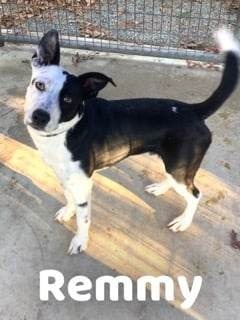Remmy, an adoptable Border Collie, Catahoula Leopard Dog in Smithfield, NC, 27577 | Photo Image 2