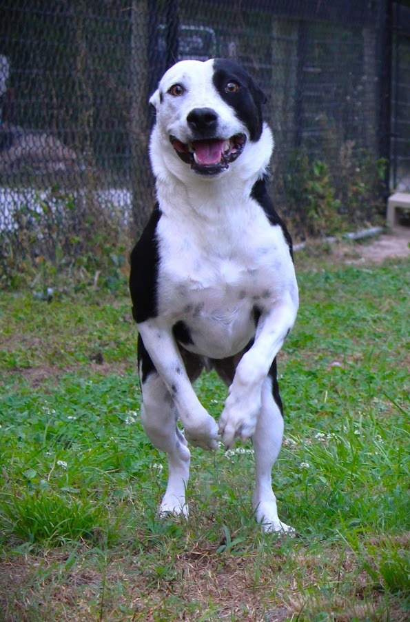 Remmy, an adoptable Border Collie, Catahoula Leopard Dog in Smithfield, NC, 27577 | Photo Image 3
