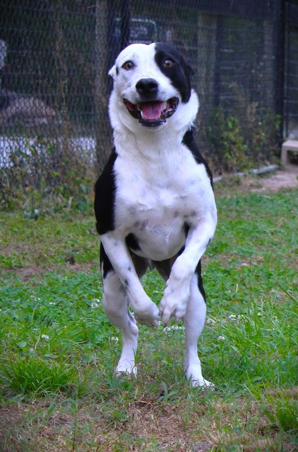 Remmy, an adoptable Border Collie, Catahoula Leopard Dog in Smithfield, NC, 27577 | Photo Image 3