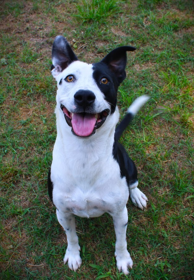 Remmy, an adoptable Border Collie, Catahoula Leopard Dog in Smithfield, NC, 27577 | Photo Image 4