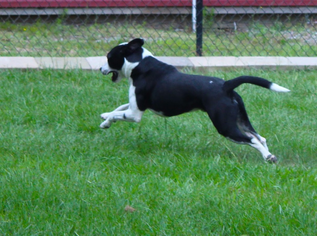 Remmy, an adoptable Border Collie, Catahoula Leopard Dog in Smithfield, NC, 27577 | Photo Image 5