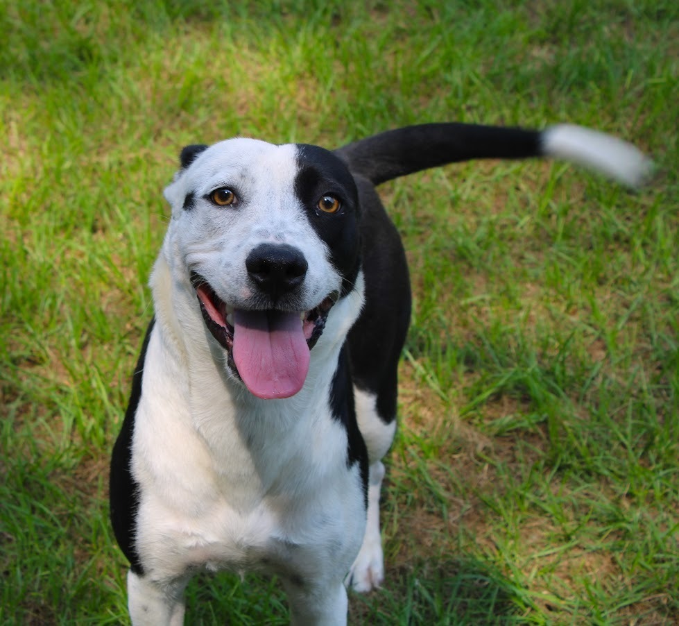 Remmy, an adoptable Border Collie, Catahoula Leopard Dog in Smithfield, NC, 27577 | Photo Image 6