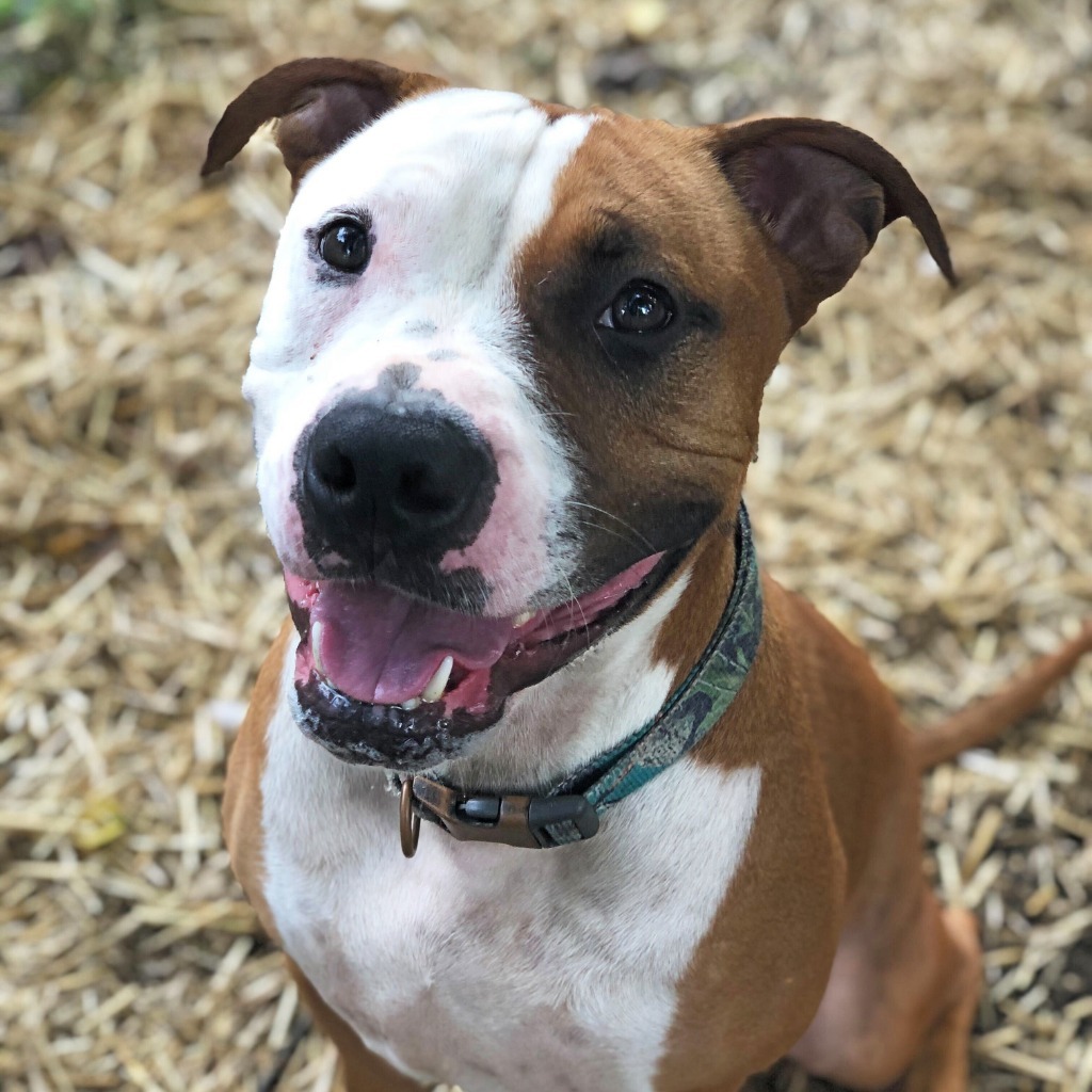 Vegas, an adoptable American Staffordshire Terrier in Utica, MI, 48317 | Photo Image 1
