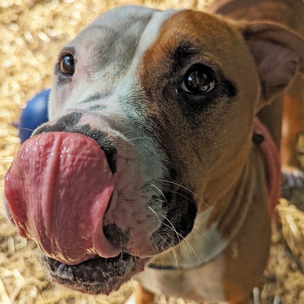 Vegas, an adoptable American Staffordshire Terrier in Utica, MI, 48317 | Photo Image 2