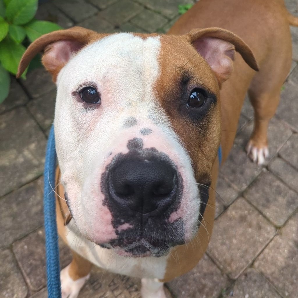 Vegas, an adoptable American Staffordshire Terrier in Utica, MI, 48317 | Photo Image 3
