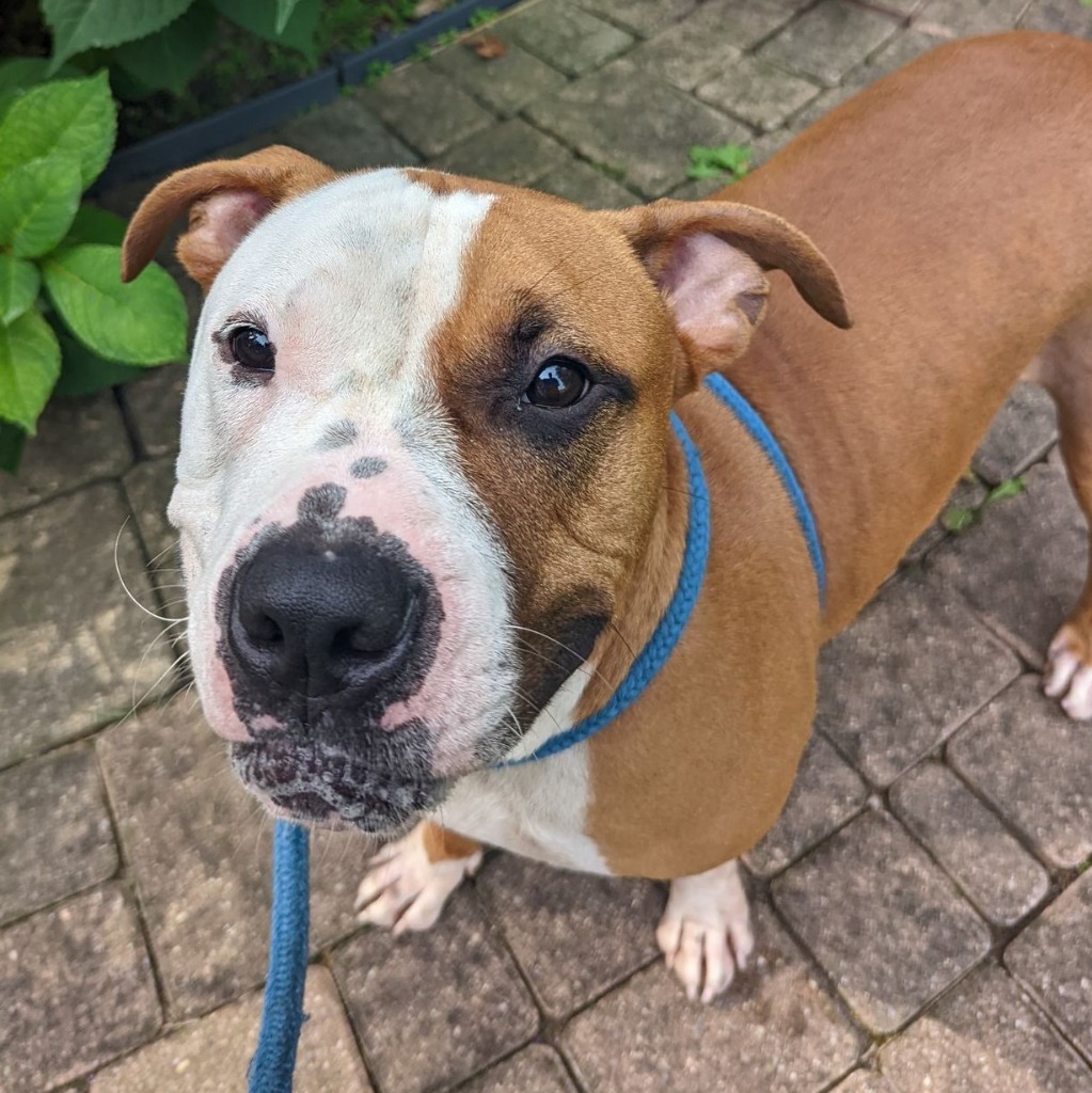 Vegas, an adoptable American Staffordshire Terrier in Utica, MI, 48317 | Photo Image 4