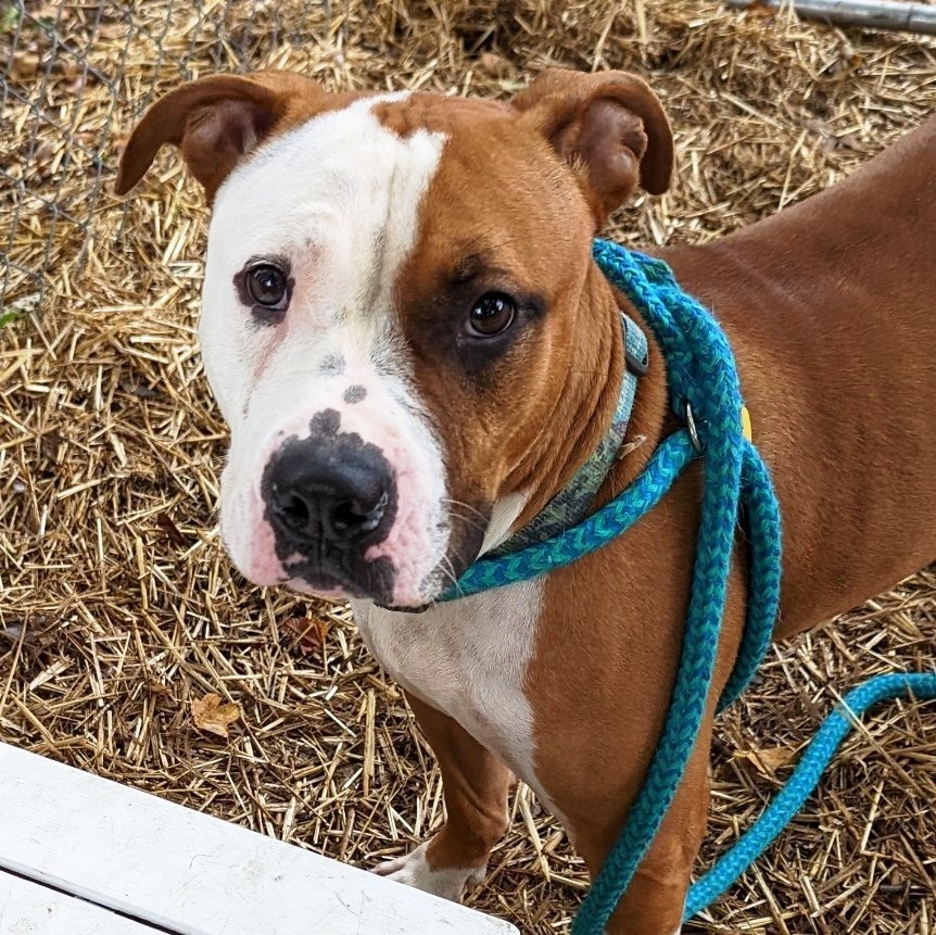 Vegas, an adoptable American Staffordshire Terrier in Utica, MI, 48317 | Photo Image 5
