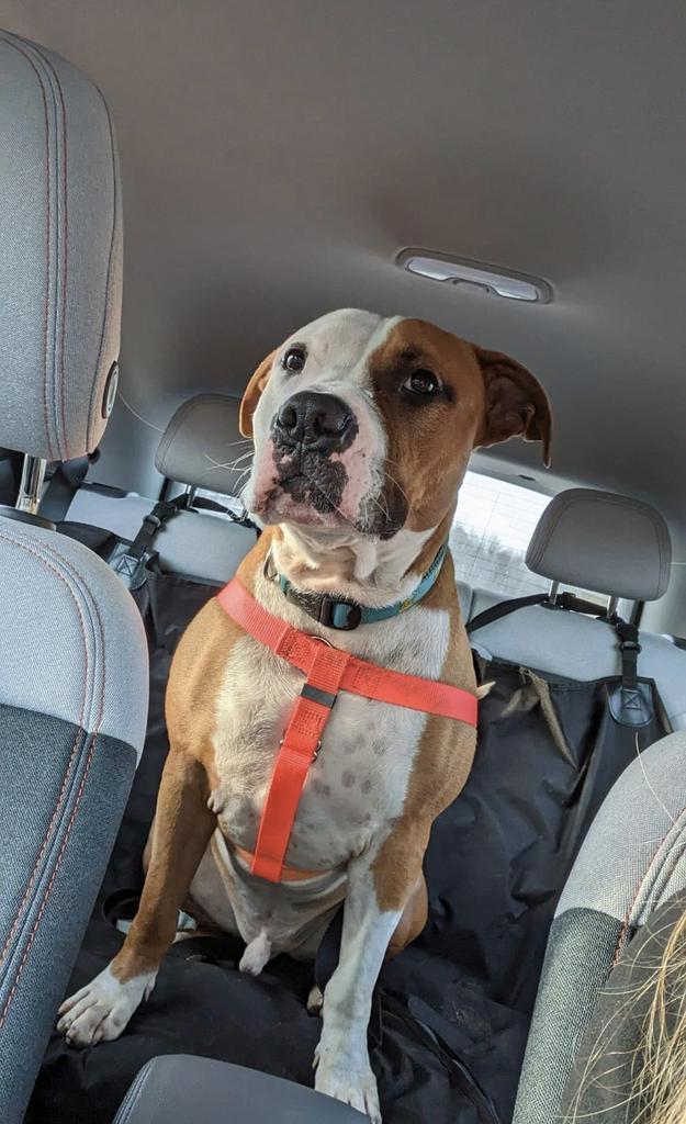 Vegas, an adoptable American Staffordshire Terrier in Utica, MI, 48317 | Photo Image 6