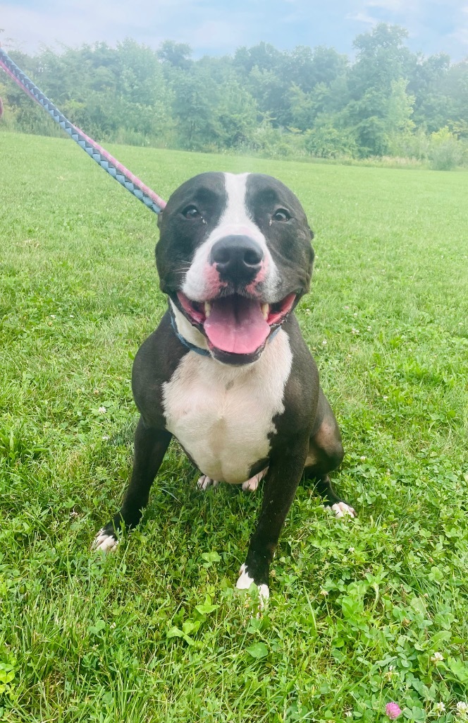 ZEKE, an adoptable Pit Bull Terrier in Lima, OH, 45807 | Photo Image 2