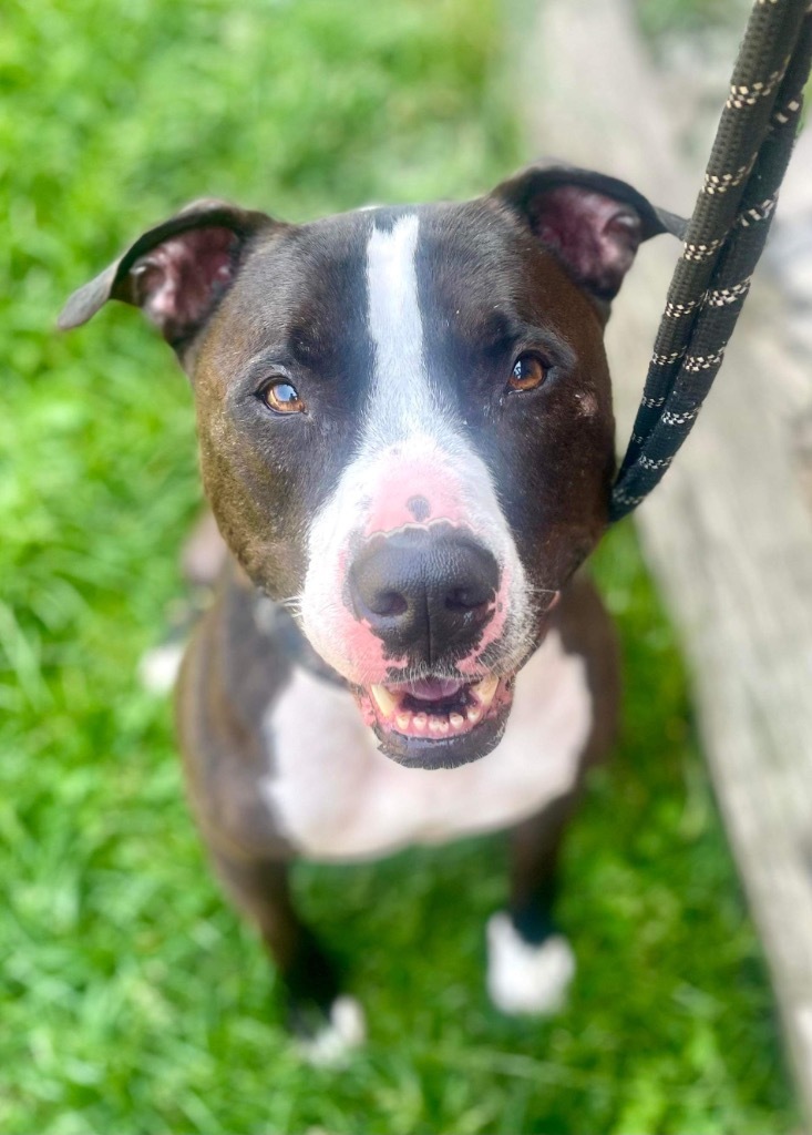 ZEKE, an adoptable Pit Bull Terrier in Lima, OH, 45807 | Photo Image 3