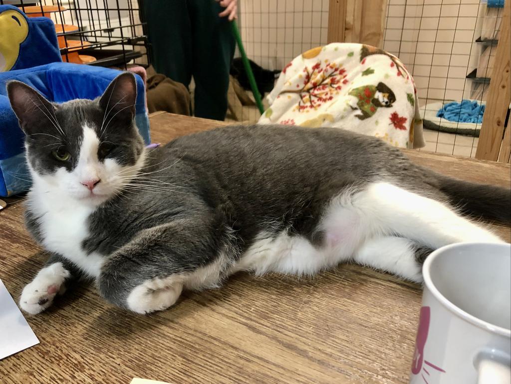 Pigeon K, an adoptable Domestic Short Hair in Sherwood, OR, 97140 | Photo Image 1