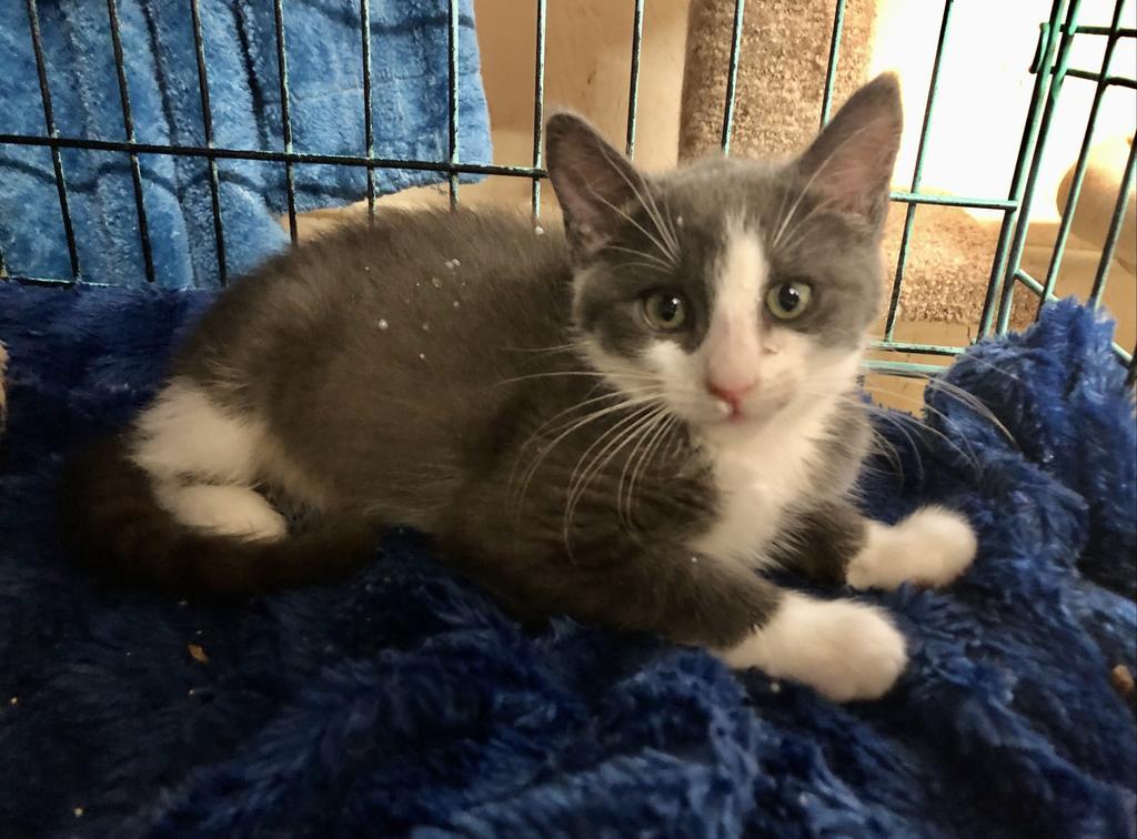 Pigeon K, an adoptable Domestic Short Hair in Sherwood, OR, 97140 | Photo Image 3