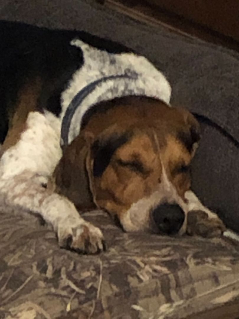 Tucker, an adoptable English Coonhound in Manor Park, NY, 11950 | Photo Image 2