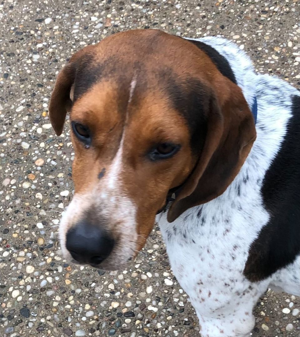 Tucker, an adoptable English Coonhound in Manor Park, NY, 11950 | Photo Image 3