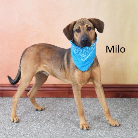 Milo