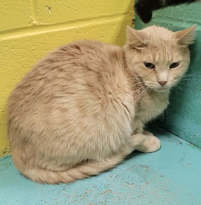 Sunny, an adoptable Domestic Short Hair in Pottsville, PA, 17901 | Photo Image 2
