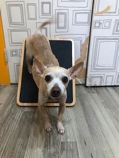 Tofu, an adopted Chihuahua in Studio City, CA_image-2
