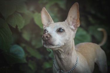 Tofu, an adopted Chihuahua in Studio City, CA_image-3