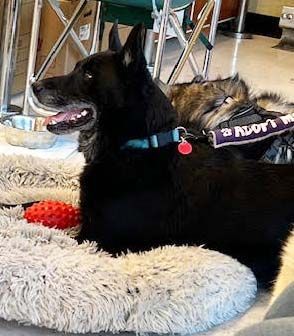 Dylan, an adoptable Labrador Retriever, German Shepherd Dog in Las Vegas, NV, 89101 | Photo Image 3