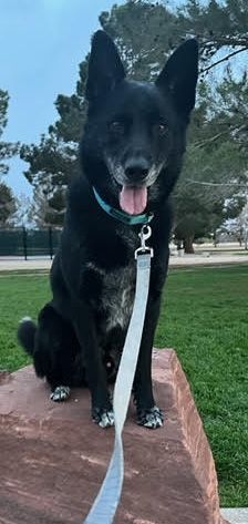 Dylan, an adoptable Labrador Retriever, German Shepherd Dog in Las Vegas, NV, 89101 | Photo Image 5