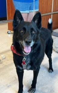 Dylan, an adoptable Labrador Retriever, German Shepherd Dog in Las Vegas, NV, 89101 | Photo Image 1