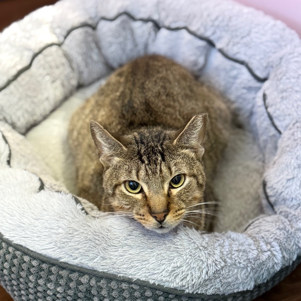 Rain, an adoptable Domestic Short Hair in Port Richey, FL, 34668 | Photo Image 1