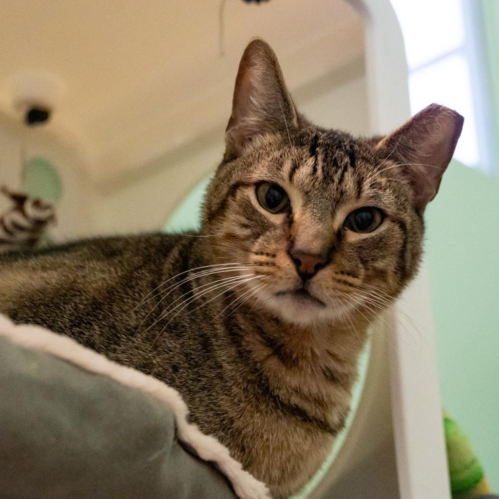 Rain, an adoptable Domestic Short Hair in Port Richey, FL, 34668 | Photo Image 2