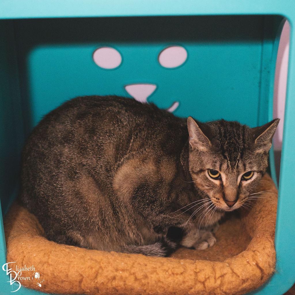 Rain, an adoptable Domestic Short Hair in Port Richey, FL, 34668 | Photo Image 3