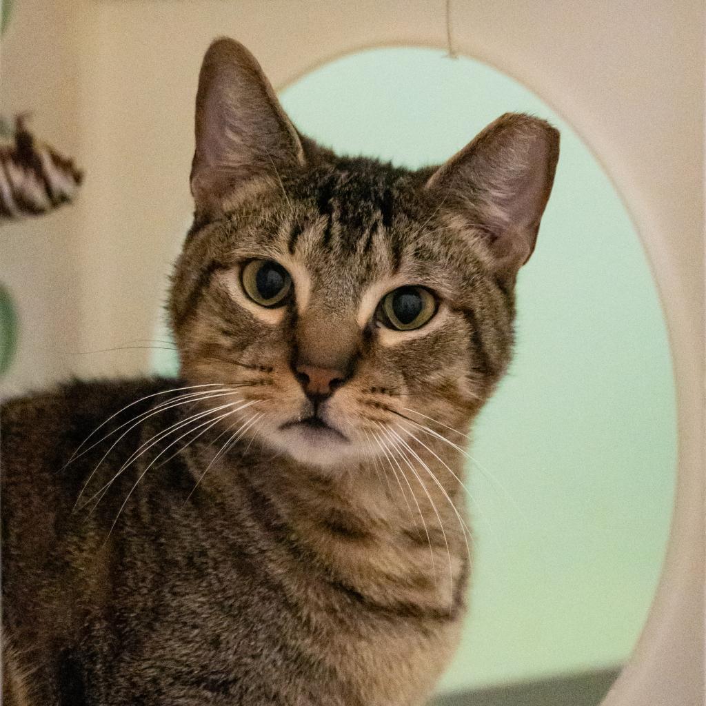 Rain, an adoptable Domestic Short Hair in Port Richey, FL, 34668 | Photo Image 4