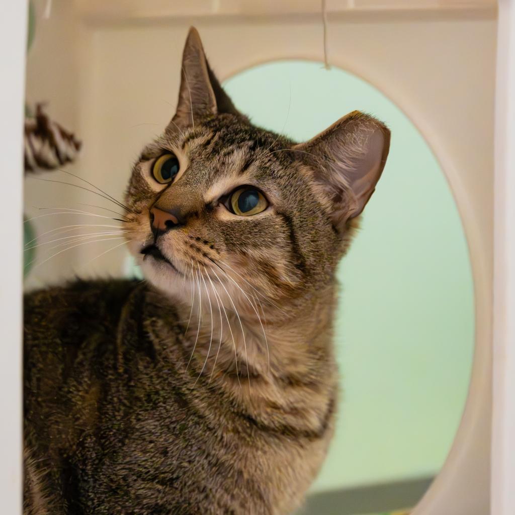Rain, an adoptable Domestic Short Hair in Port Richey, FL, 34668 | Photo Image 5