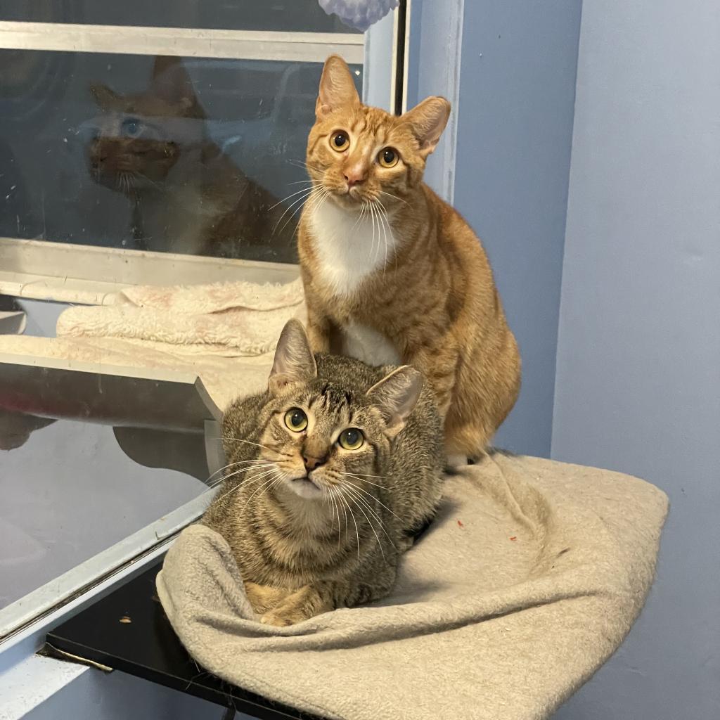 Rain, an adoptable Domestic Short Hair in Port Richey, FL, 34668 | Photo Image 6