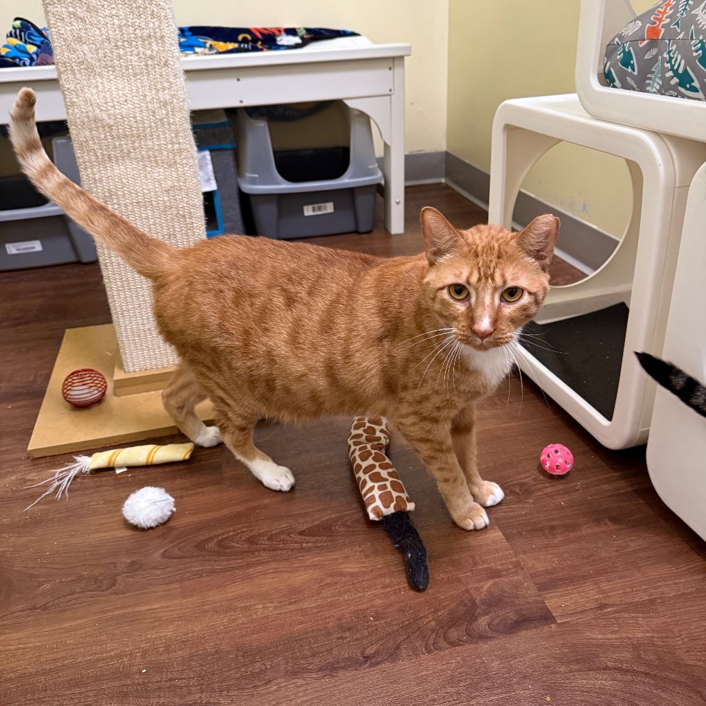 Nugget, an adoptable Domestic Short Hair in Port Richey, FL, 34668 | Photo Image 1