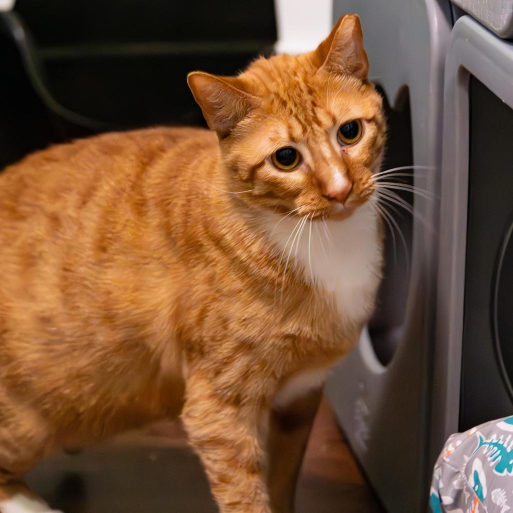 Nugget, an adoptable Domestic Short Hair in Port Richey, FL, 34668 | Photo Image 2