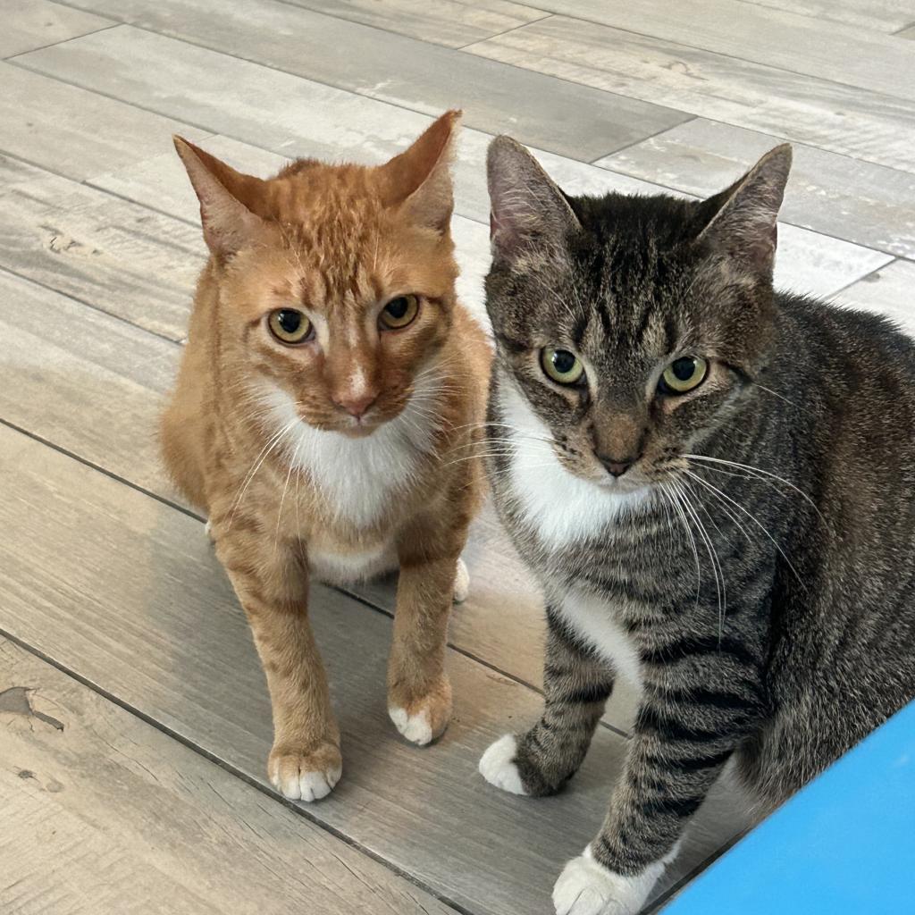 Nugget, an adoptable Domestic Short Hair in Port Richey, FL, 34668 | Photo Image 3