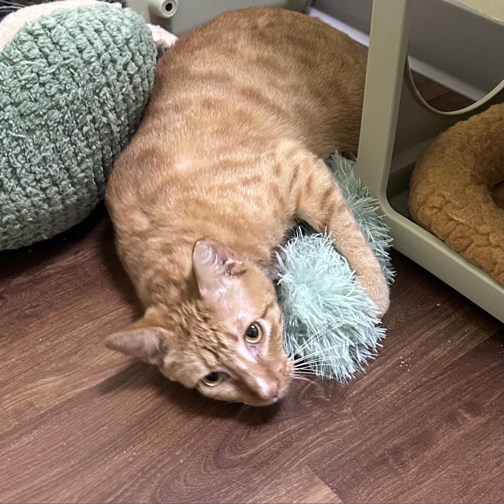 Nugget, an adoptable Domestic Short Hair in Port Richey, FL, 34668 | Photo Image 4