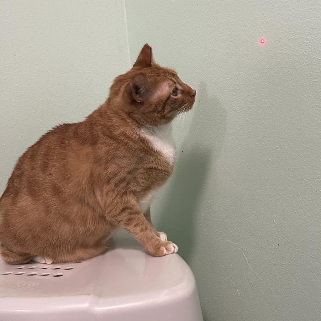 Nugget, an adoptable Domestic Short Hair in Port Richey, FL, 34668 | Photo Image 5