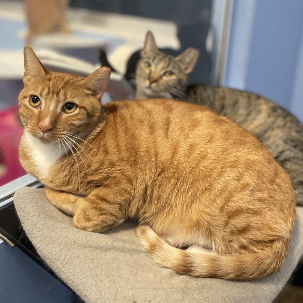 Nugget, an adoptable Domestic Short Hair in Port Richey, FL, 34668 | Photo Image 6