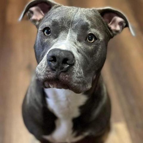 Burlesque (Burley), an adoptable Pit Bull Terrier in South Portland, ME_image-1