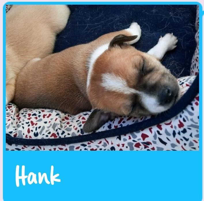 Hank 1