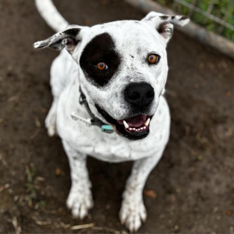 Bogey, an adoptable Terrier in Clarksdale, MS, 38614 | Photo Image 1