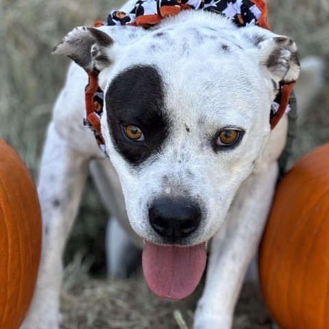 Bogey, an adoptable Terrier in Clarksdale, MS, 38614 | Photo Image 1