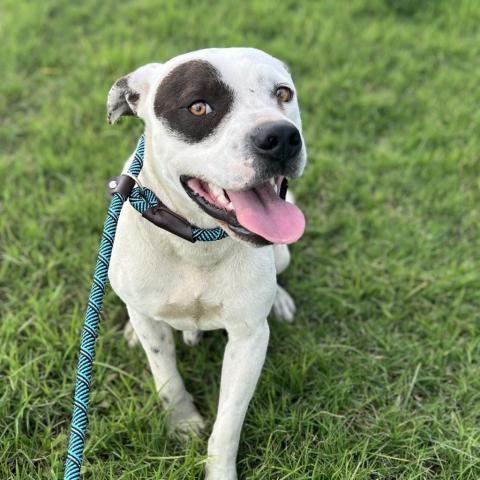 Bogey, an adoptable Terrier in Clarksdale, MS, 38614 | Photo Image 2