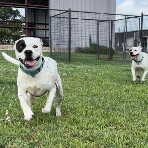 Bogey, an adoptable Terrier in Clarksdale, MS, 38614 | Photo Image 2