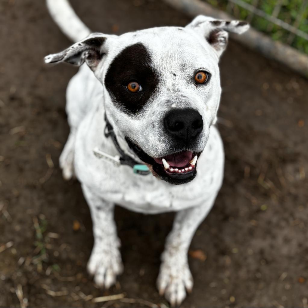 Bogey, an adoptable Terrier in Clarksdale, MS, 38614 | Photo Image 2