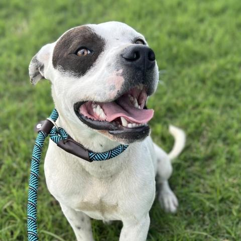 Bogey, an adoptable Terrier in Clarksdale, MS, 38614 | Photo Image 3