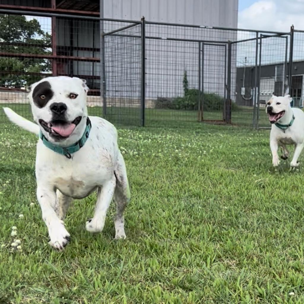 Bogey, an adoptable Terrier in Clarksdale, MS, 38614 | Photo Image 3