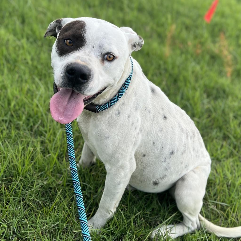 Bogey, an adoptable Terrier in Clarksdale, MS, 38614 | Photo Image 4